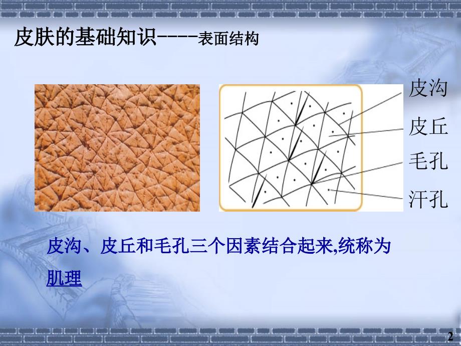 《皮肤基础知识》PPT课件_第3页