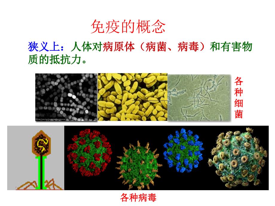 《细胞识别和免疫》PPT课件.ppt_第2页