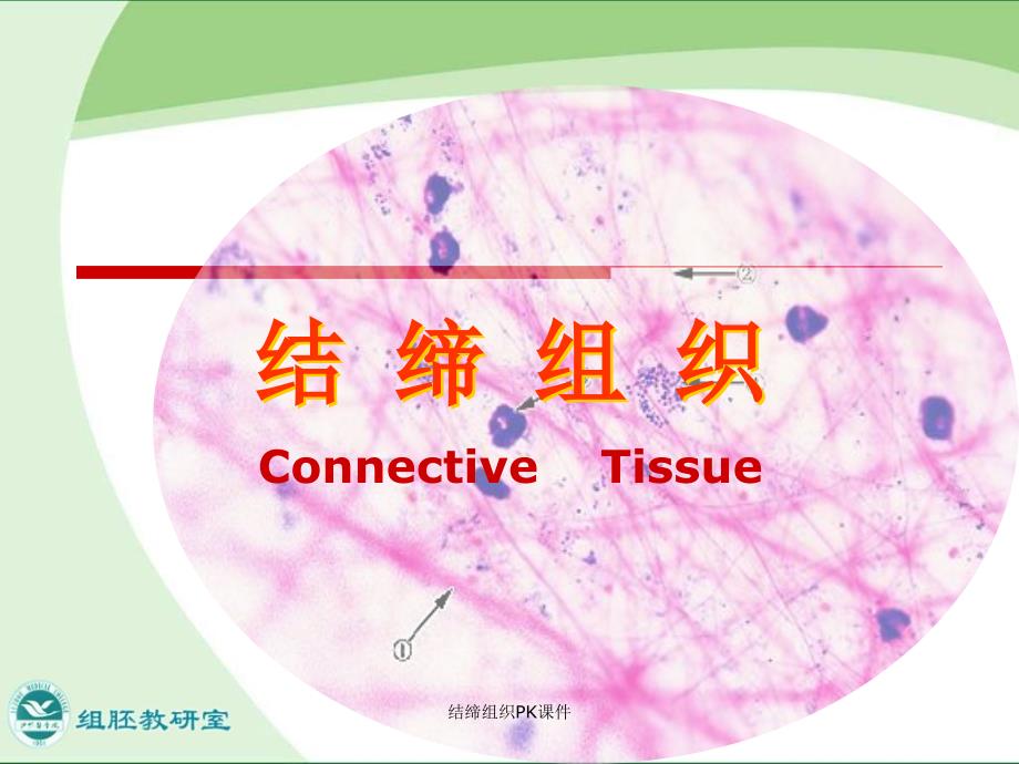 结缔组织PK课件_第2页