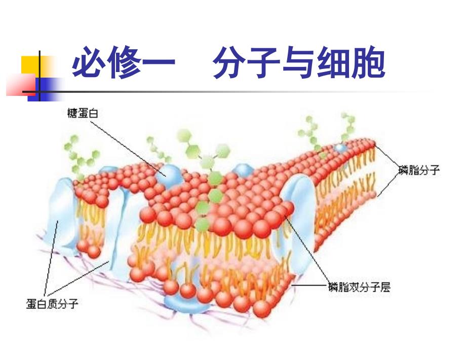 从生物圈到细胞课件_第2页