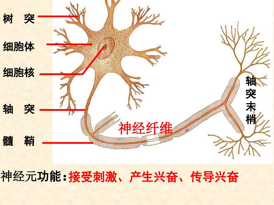 【生物】21通过神经系统的调节课件1（人教版必修3）_第3页