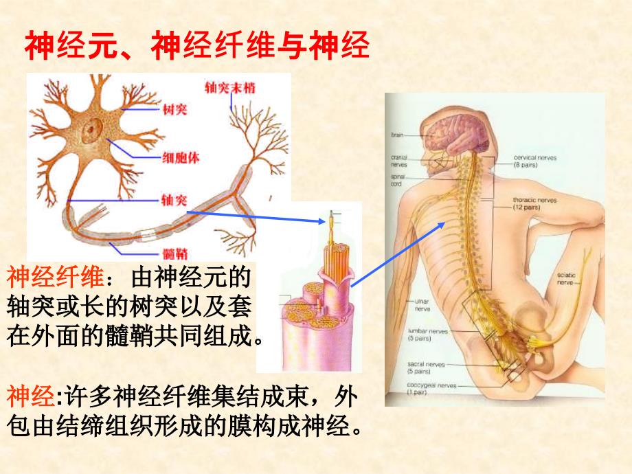 【生物】21通过神经系统的调节课件1（人教版必修3）_第4页