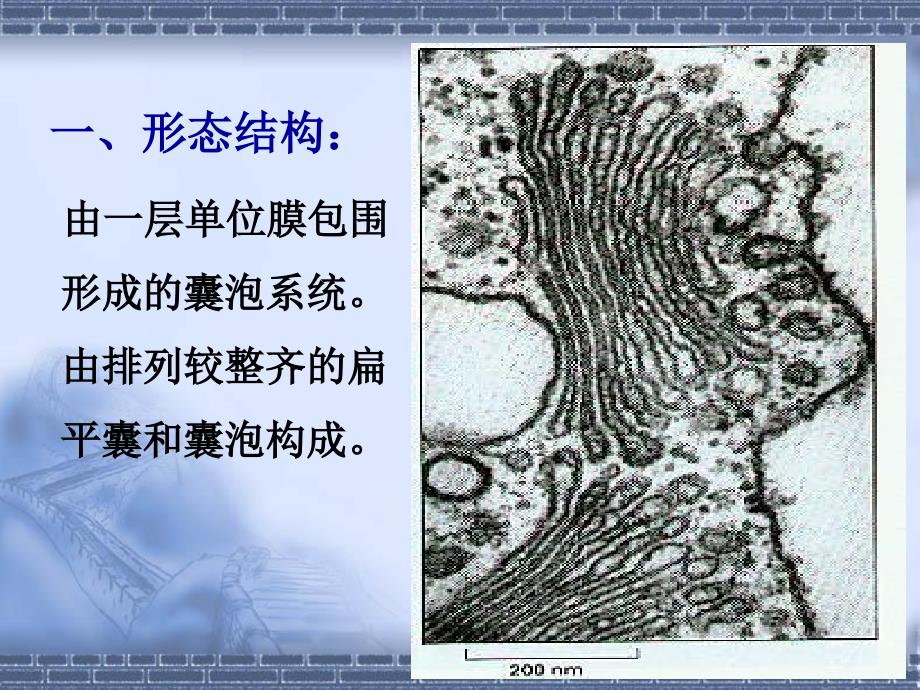 最新医学细胞生物学细胞质和细胞器第五讲赵崴幻灯片_第2页