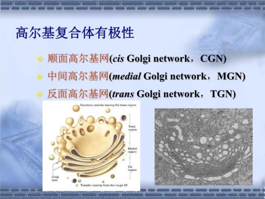 最新医学细胞生物学细胞质和细胞器第五讲赵崴幻灯片_第3页