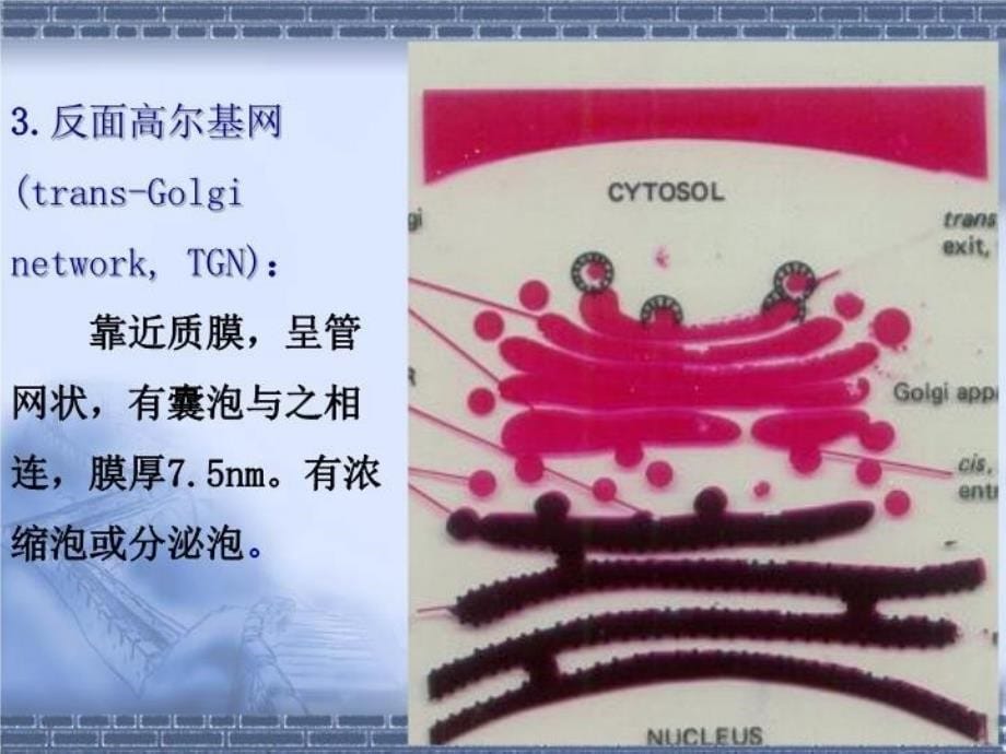 最新医学细胞生物学细胞质和细胞器第五讲赵崴幻灯片_第5页