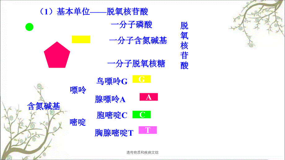 遗传物质和疾病文综课件_第4页