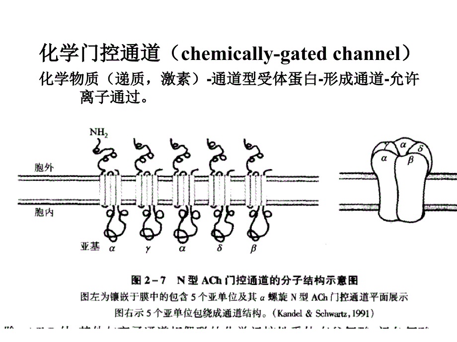 第3章兴奋在神经肌肉之间的传递_第3页