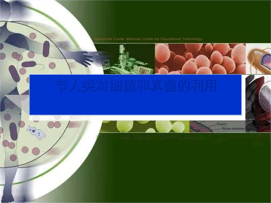 人类对细菌和真菌的利用ppt_第1页