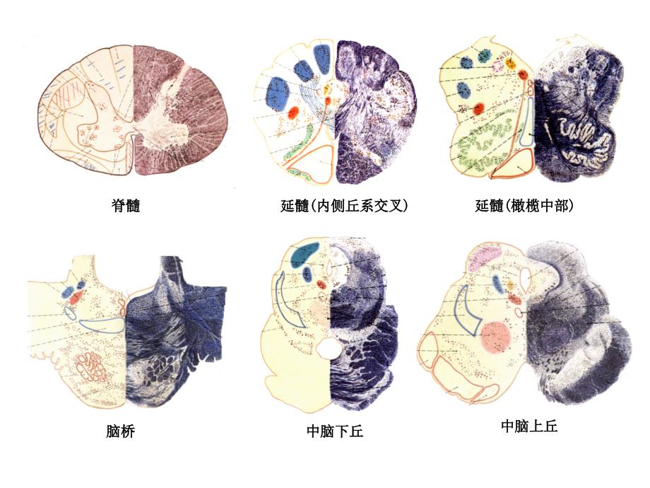 系统解剖学课件：脑干内构_第2页