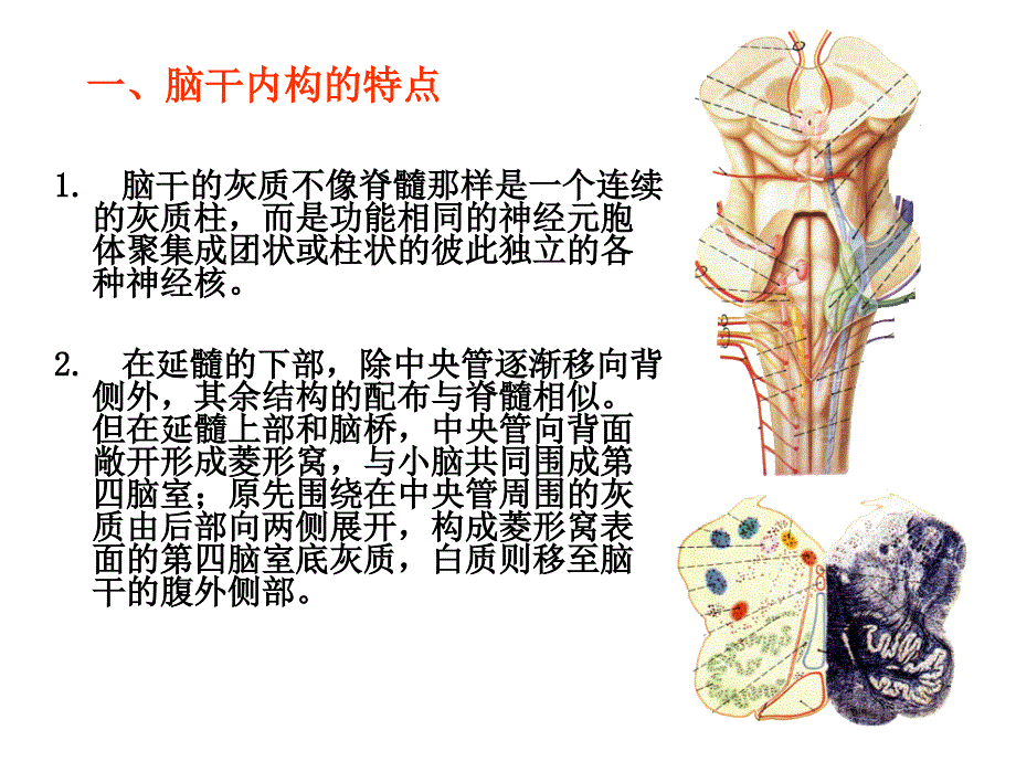 系统解剖学课件：脑干内构_第3页