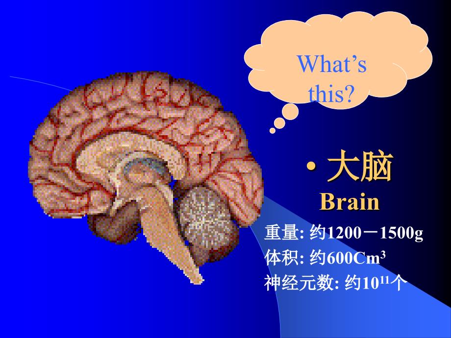 智能控制课件第4章人工神经网络模型_第2页