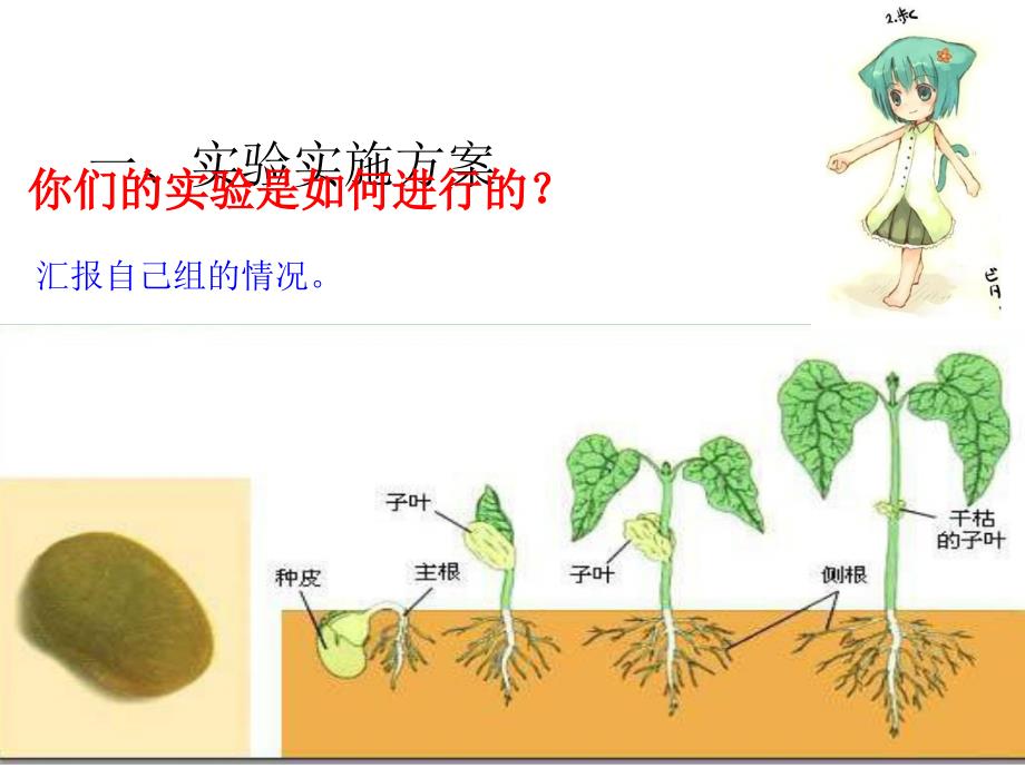 《种子发芽实验》PPT课件.ppt_第2页