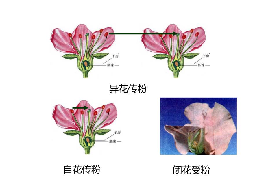 基因的分离定律PPT_第2页