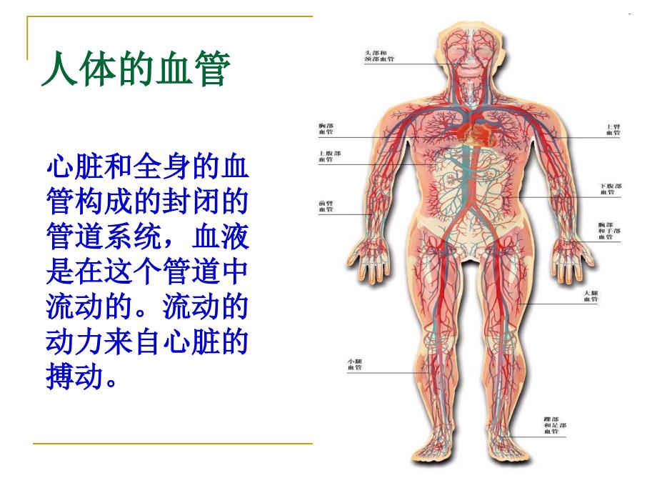 第二节血液循环_第2页