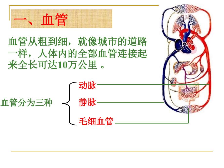 第二节血液循环_第3页