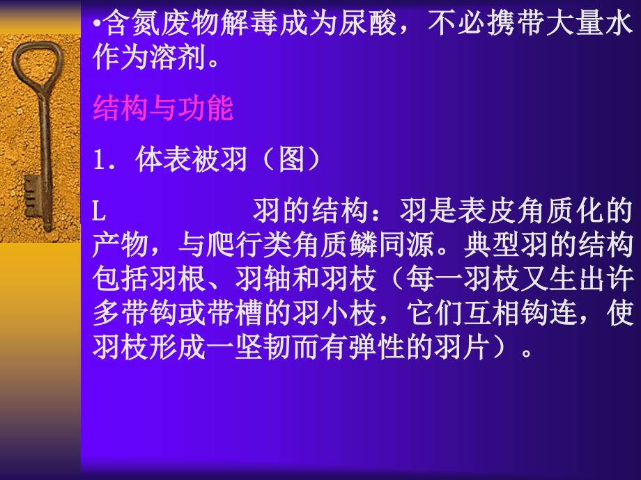 适于飞翔生活的恒温脊椎动物动物——鸟纲Aves在进化_第4页