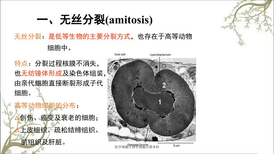 医学细胞生物学细胞分裂本科_第3页