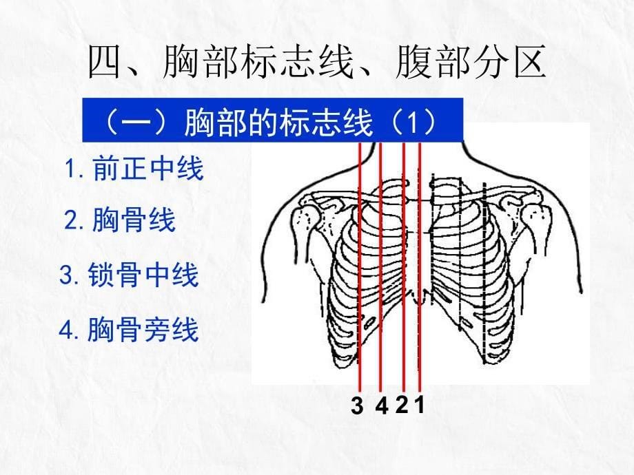 系统解剖学45内脏学消化总论各论_第5页