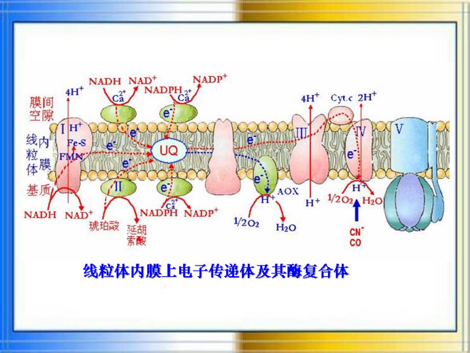 植物呼吸作用陈智忠课件_第4页