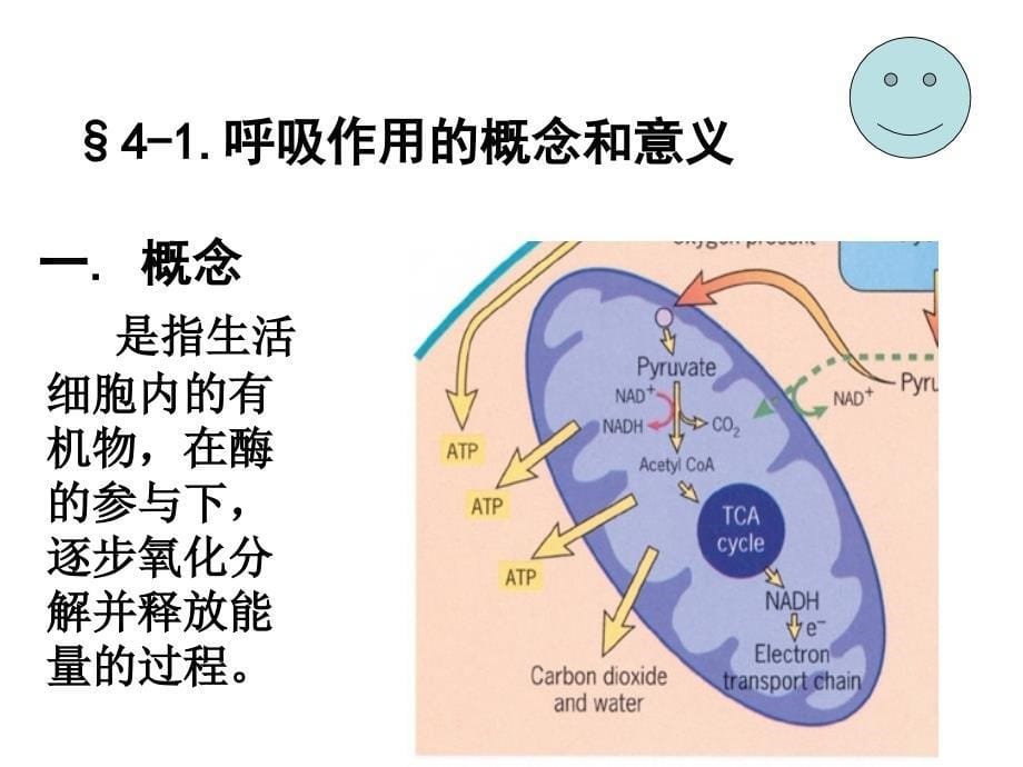 植物呼吸作用陈智忠课件_第5页