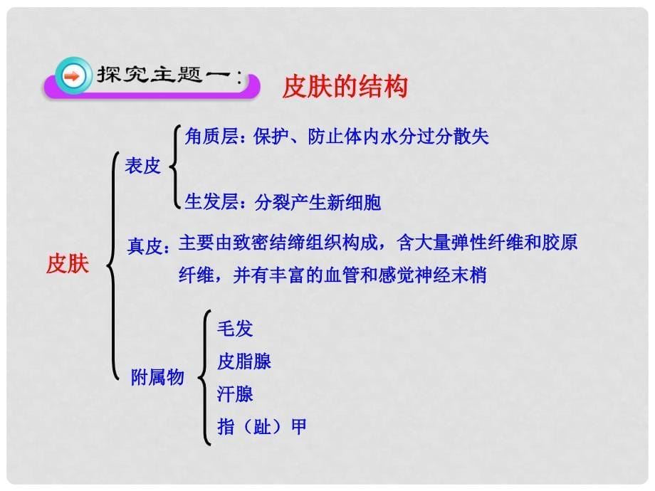 七年级生物下册 第11章 第3节《皮肤与汗液分泌》课件 （新版）北师大版_第5页