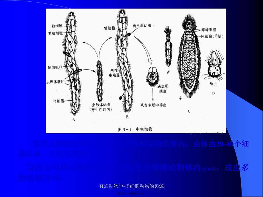 普通动物学-多细胞动物的起源课件_第2页