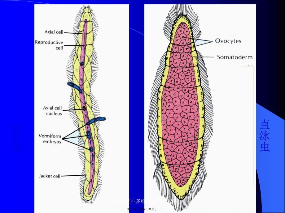 普通动物学-多细胞动物的起源课件_第3页