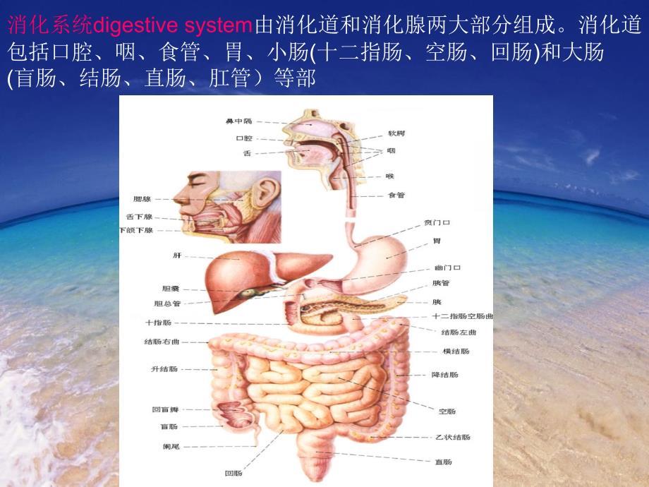 消化道穿孔CT诊断_第2页