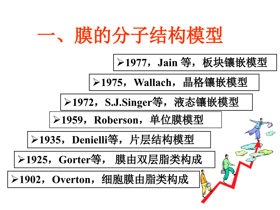 第二细胞膜的分子结构_第2页