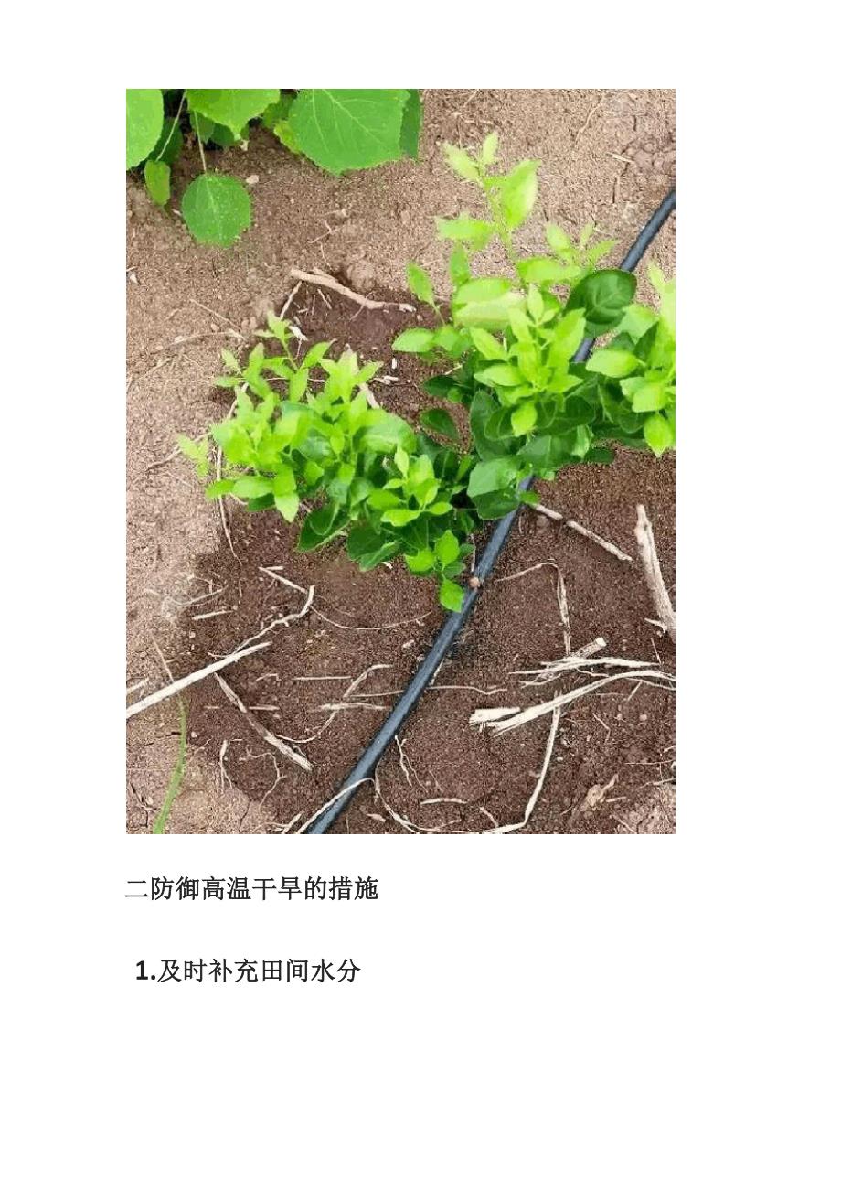 高温干旱对果树的影响以及应对措施_第4页