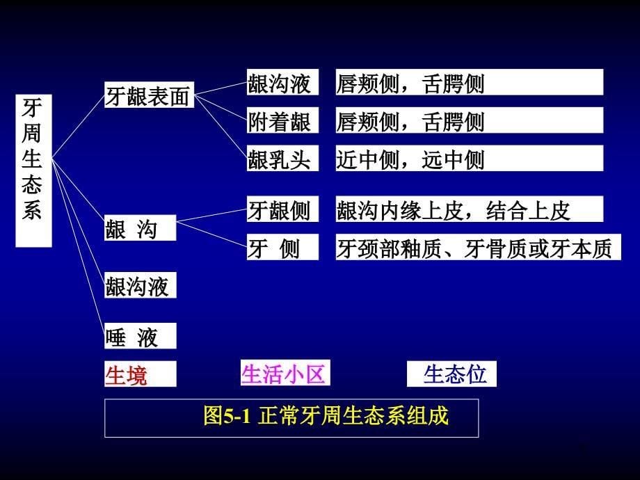 口腔医学牙周病学课件牙周病的病因学_第5页