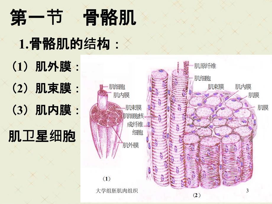 大学组胚肌肉组织_第3页