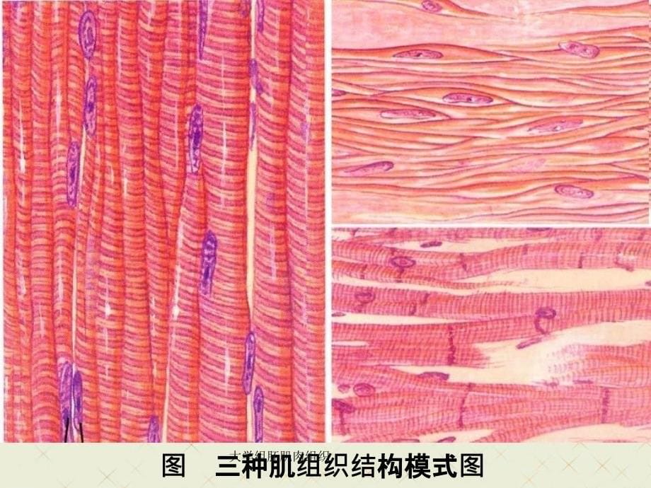 大学组胚肌肉组织_第5页