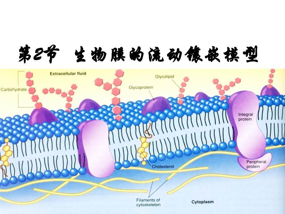 生物膜的流动镶嵌模型--chenwei