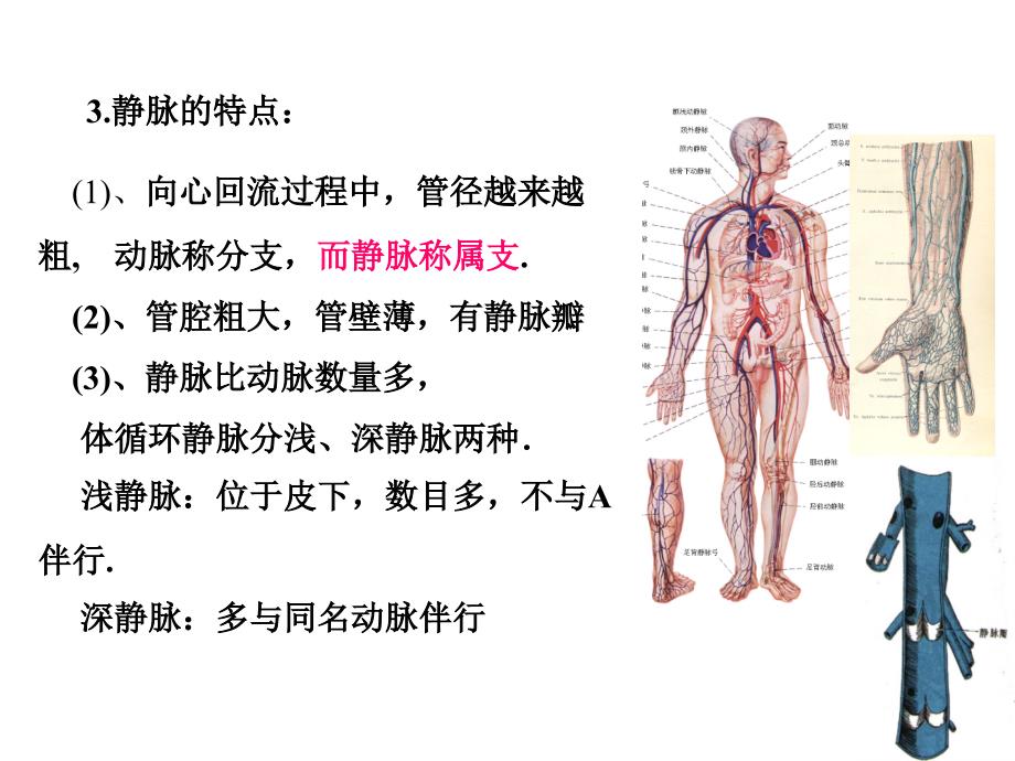 人体解剖学：09静脉-淋巴-张宇新_第2页