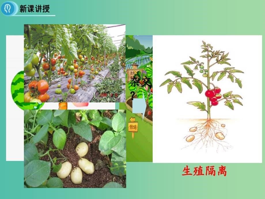 高中生物 专题2 细胞工程 2.1《植物细胞工程》（第1课时）植物细胞工程的基本技术课件 新人教版选修3.ppt_第5页