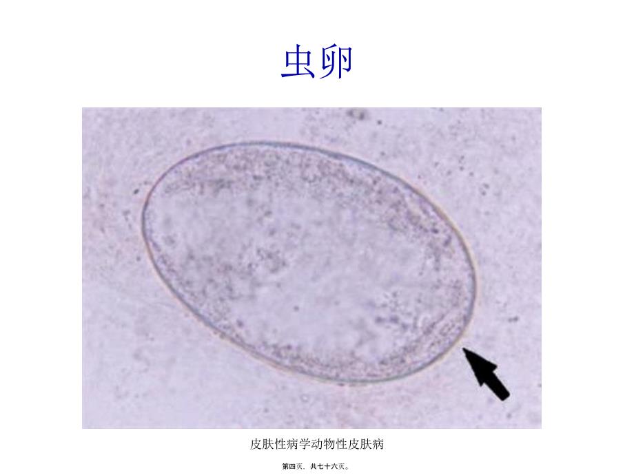 皮肤性病学动物性皮肤病课件_第4页