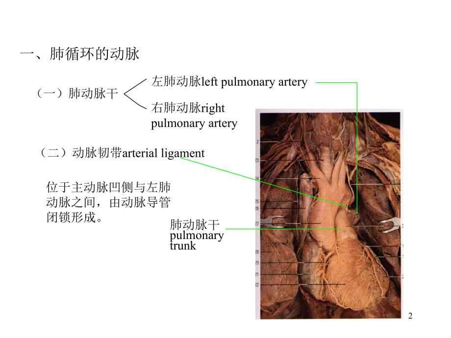 人体解剖学动脉_第2页