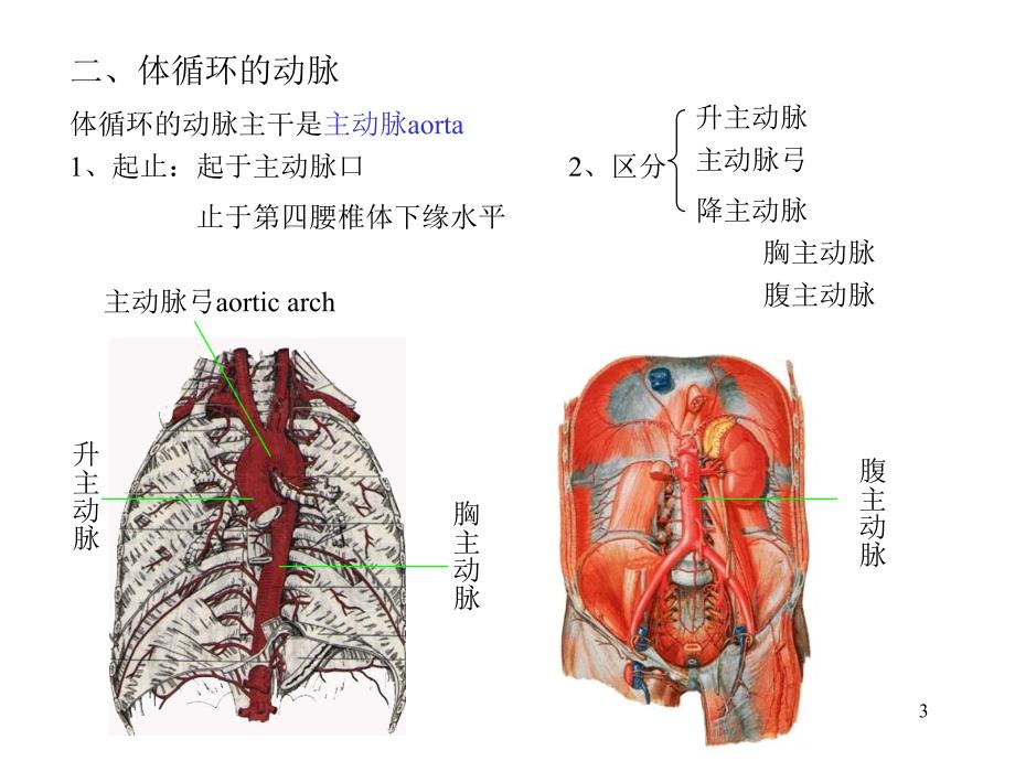 人体解剖学动脉_第3页