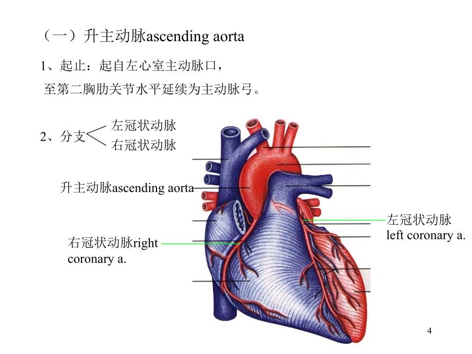 人体解剖学动脉_第4页