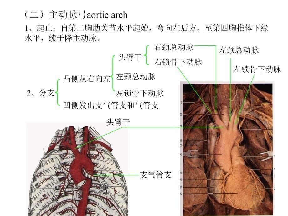 人体解剖学动脉_第5页