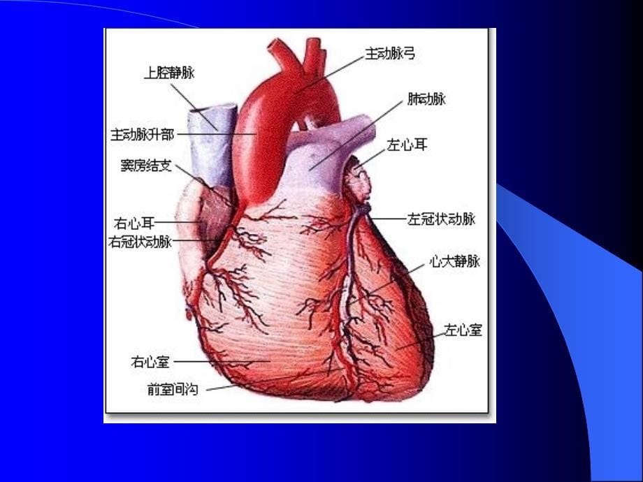 抗心绞痛药与抗动脉粥样硬化药_第5页