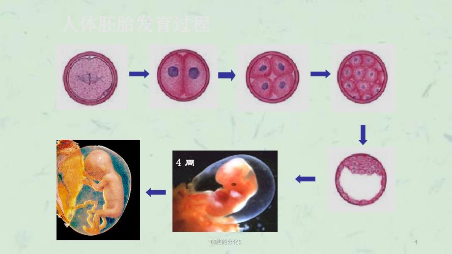 细胞的分化5课件_第4页
