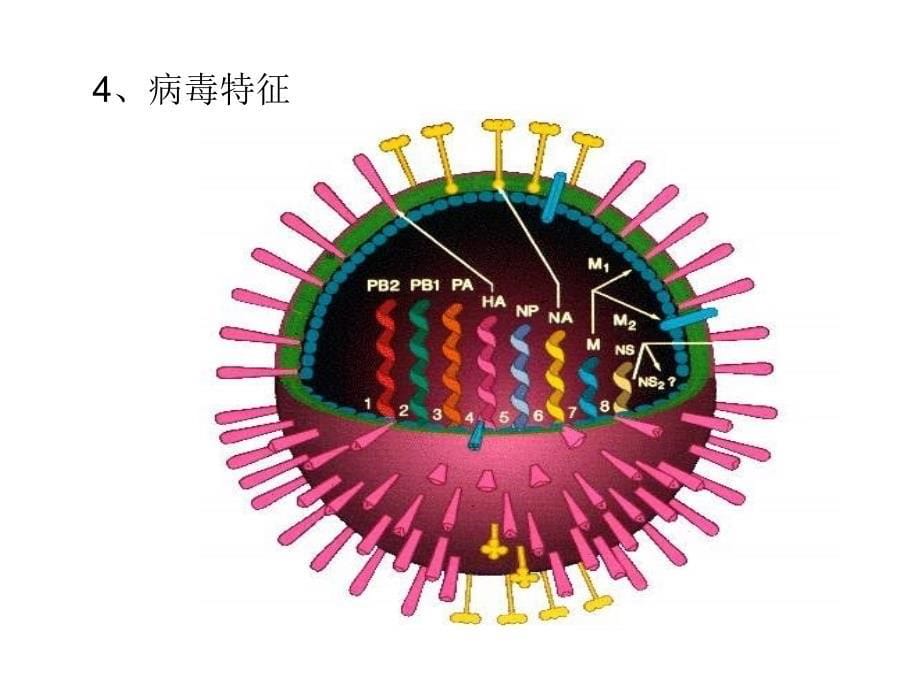 甲型(H1N1)流感诊断_第5页