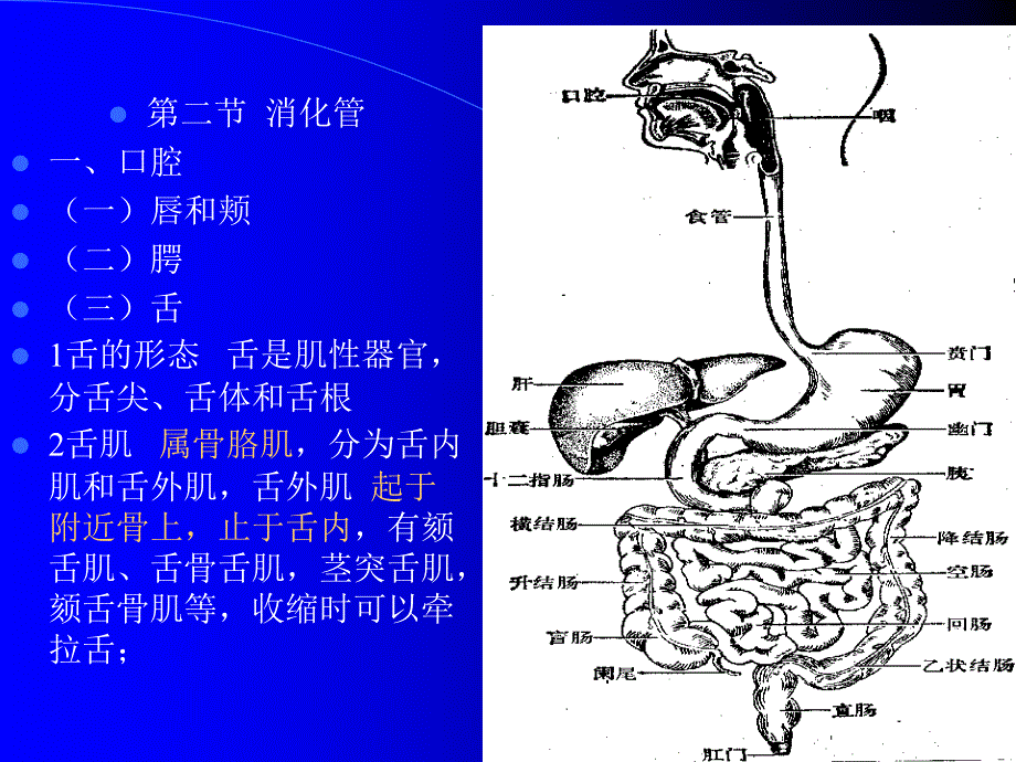 组织学与解剖学消化系统_第4页