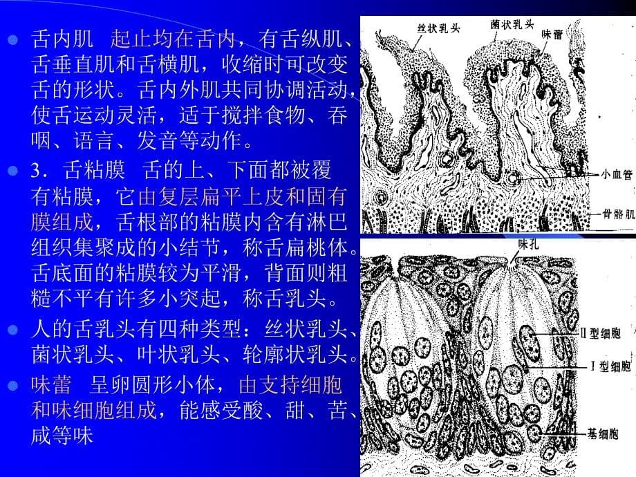 组织学与解剖学消化系统_第5页