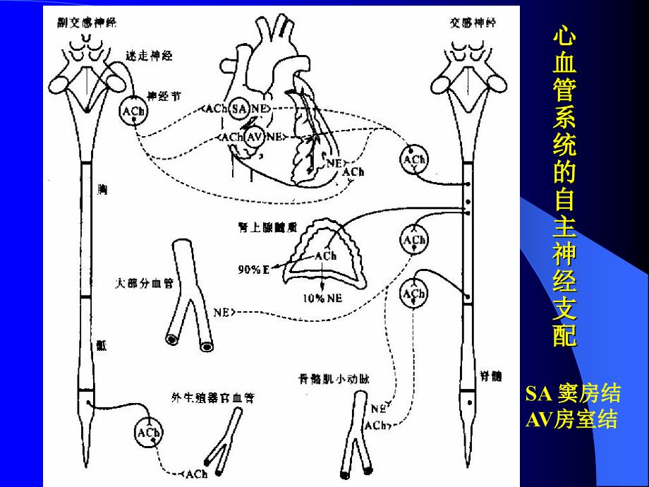 最新心血管活动的调节PPT课件_第2页