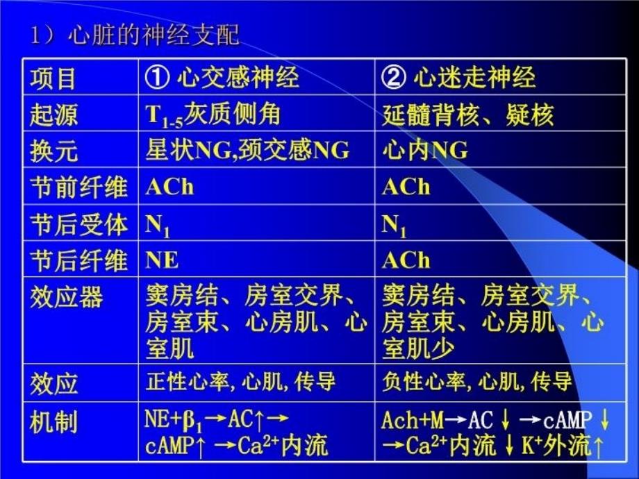 最新心血管活动的调节PPT课件_第3页