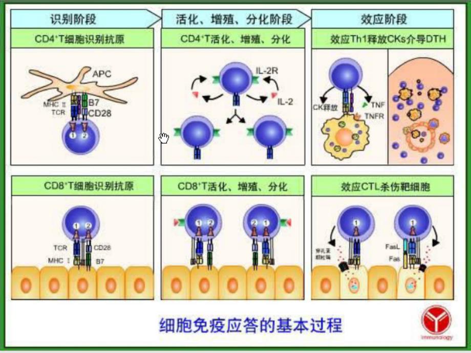 细胞介导的免疫【课堂教学】_第4页