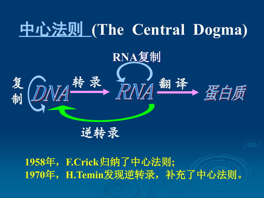 第十三章DNA的生物合成课件_第3页